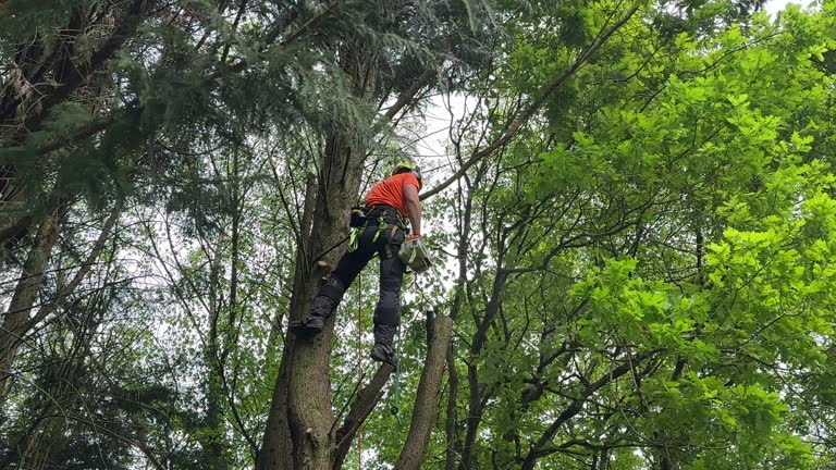 Best Tree Risk Assessment  in Boscobel, WI